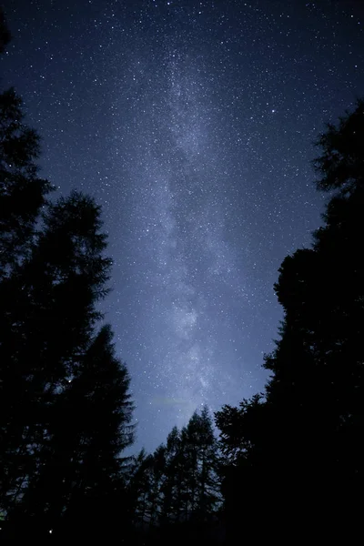 Voie Miky Galaxie Forêt — Photo