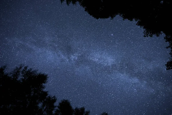 Μικυ Γαλαξία Και Δάσος — Φωτογραφία Αρχείου