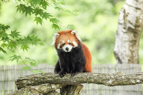 Árbol Sentarse Panda Menor —  Fotos de Stock