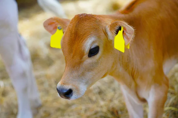 Vaca Hokkaido Japão — Fotografia de Stock