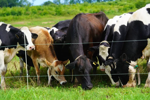 Cow Hokkaido Pasture — Stock Photo, Image