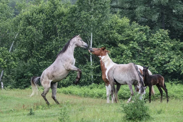 Caballo Verano Hokkaido —  Fotos de Stock