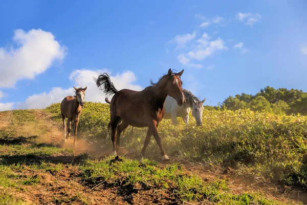 Horse Summer Hokkaido — Stock Photo, Image