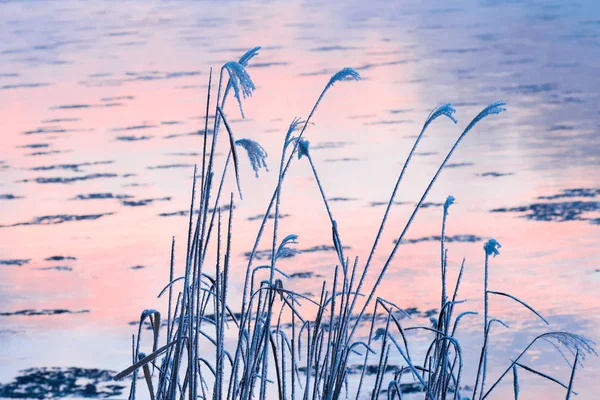 Paisaje Invierno Hokkaido — Foto de Stock