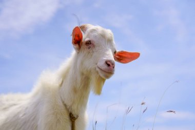 keçi hateruma Adası