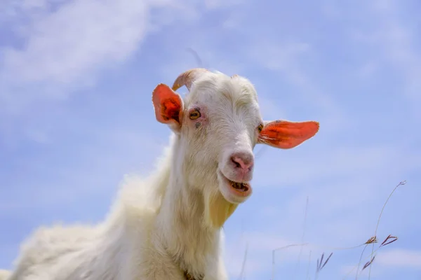 Chèvre Dans Île Hateruma — Photo