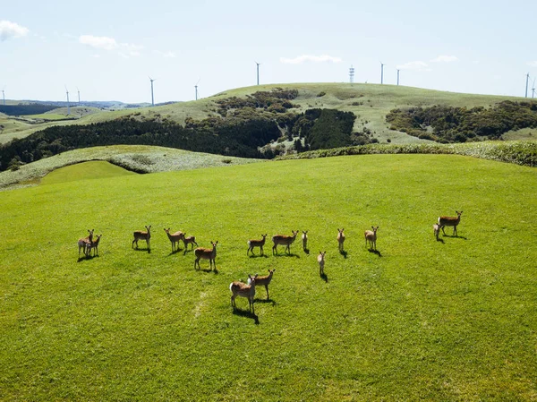 Deer Hokkaido Summer — Stock Photo, Image