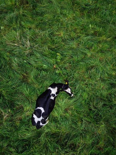 Cow Green Pasture — Stock Photo, Image