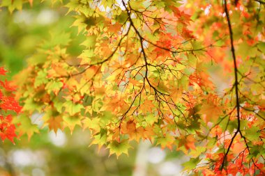Sonbahar hokkaido Japonya'da