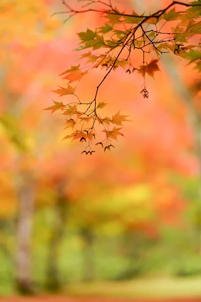Hösten Hokkaido Japan — Stockfoto