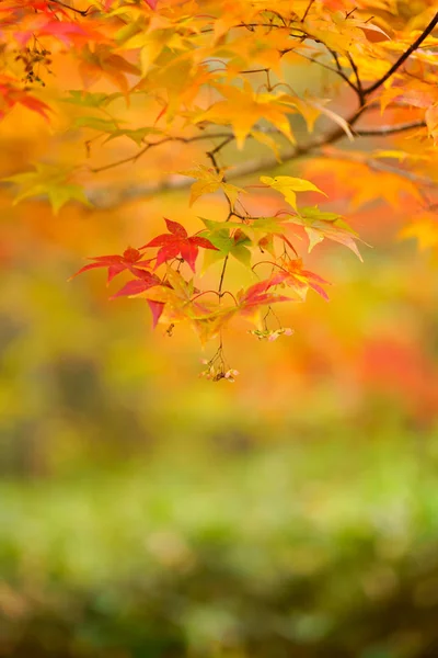 Hösten Hokkaido Japan — Stockfoto