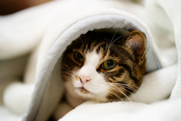 a cat in blanket