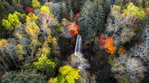 Δάσος Φθινόπωρο Του Χοκάιντο — Φωτογραφία Αρχείου