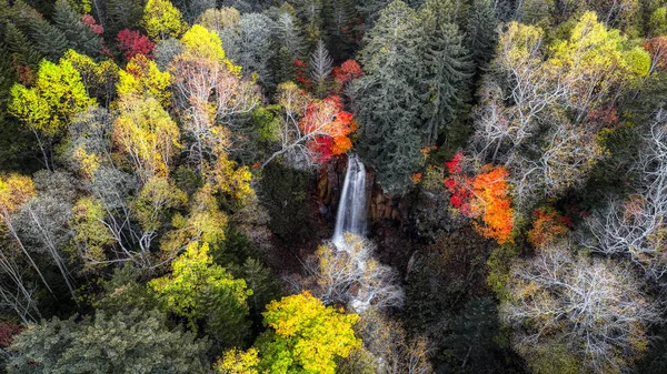 Floresta Outono Hokkaido — Fotografia de Stock