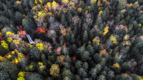 Floresta Outono Hokkaido — Fotografia de Stock