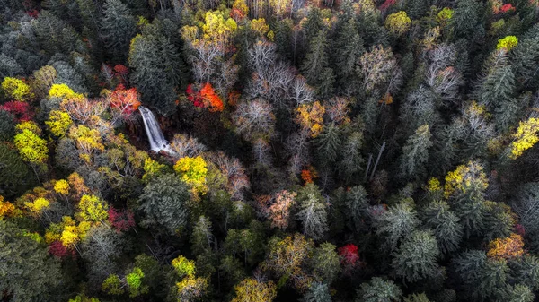 Floresta Outono Hokkaido — Fotografia de Stock