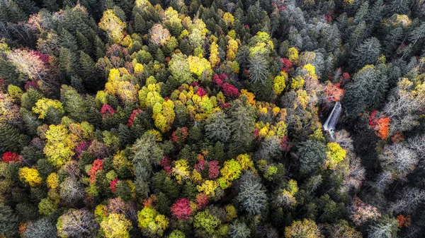Floresta Outono Hokkaido — Fotografia de Stock