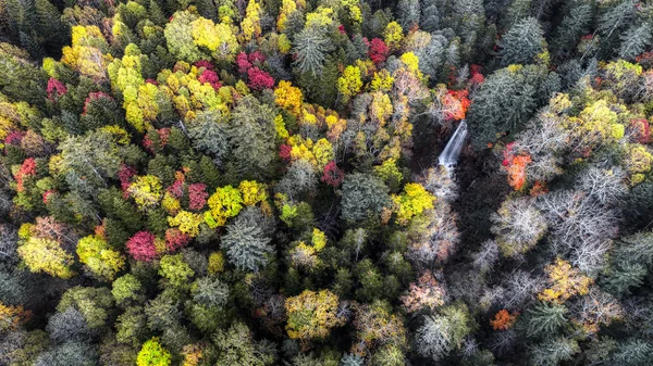 Floresta Outono Hokkaido — Fotografia de Stock