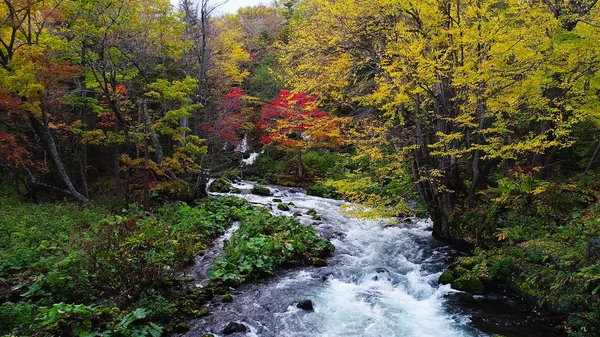 Paisagem Floresta Outono — Fotografia de Stock