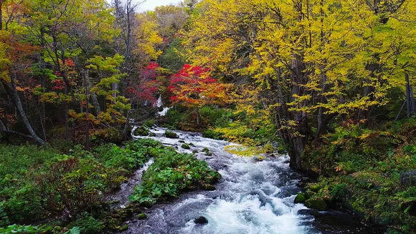 Landschaft Herbstlichen Wald — Stockfoto
