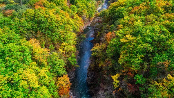 Autumn Forest River — Stock Photo, Image