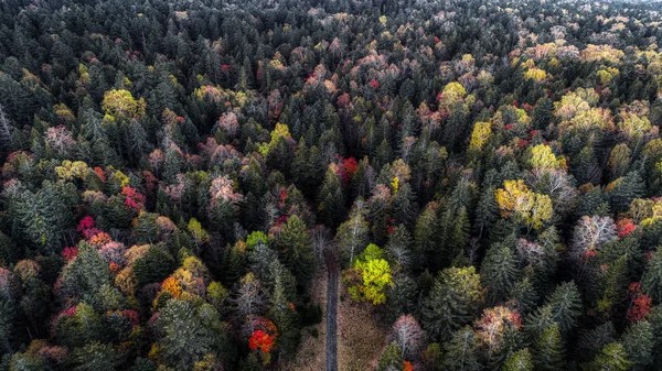 Hokkaido Sonbahar Orman — Stok fotoğraf