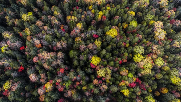 Hösten Skogen Hokkaido — Stockfoto