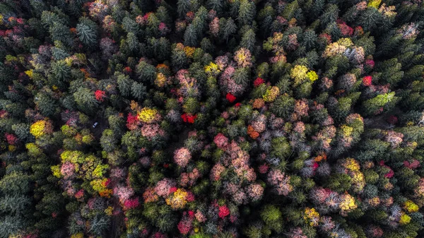 Floresta Outono Hokkaido — Fotografia de Stock