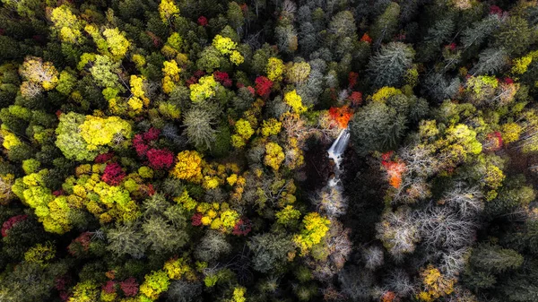 Осенний Лес Хоккайдо — стоковое фото