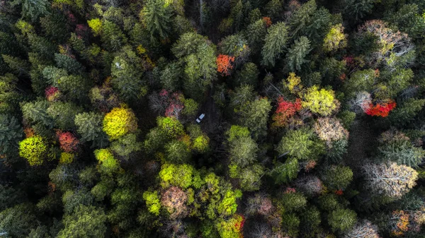 Hokkaido Sonbahar Orman — Stok fotoğraf