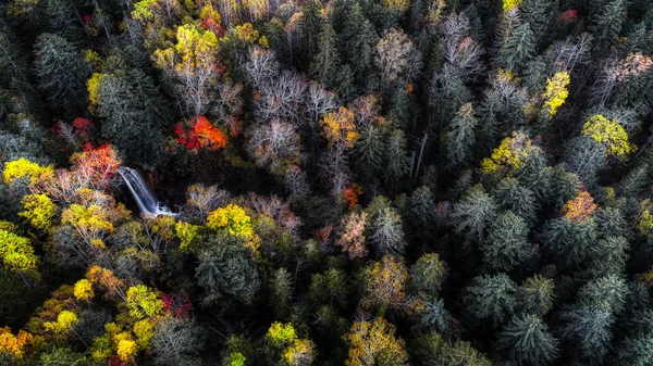 Floresta Outono Hokkaido — Fotografia de Stock