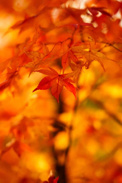 Czerwony Liść Jesienią — Zdjęcie stockowe