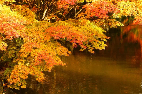 Hoja Roja Otoño — Foto de Stock