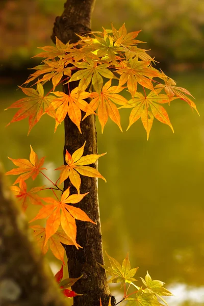 Red Leaf Autumn — Stock Photo, Image