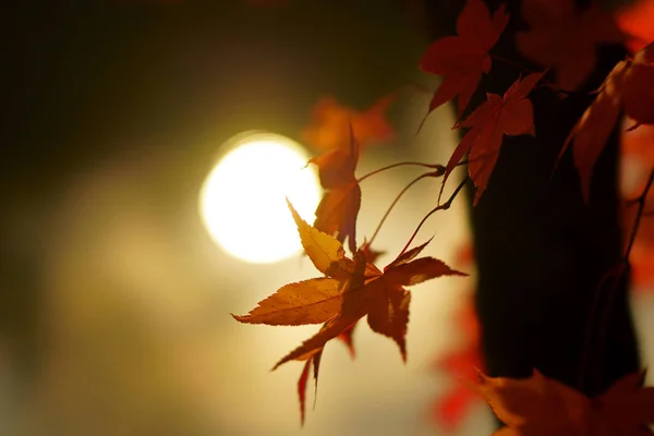 Красный Лист Осенью — стоковое фото