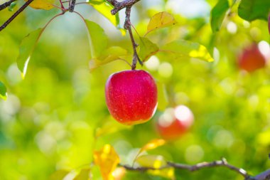 Hokkaido'da elma pickung