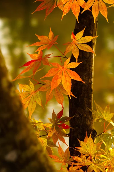 Autumn Leaves Hokkaido — Stock Photo, Image