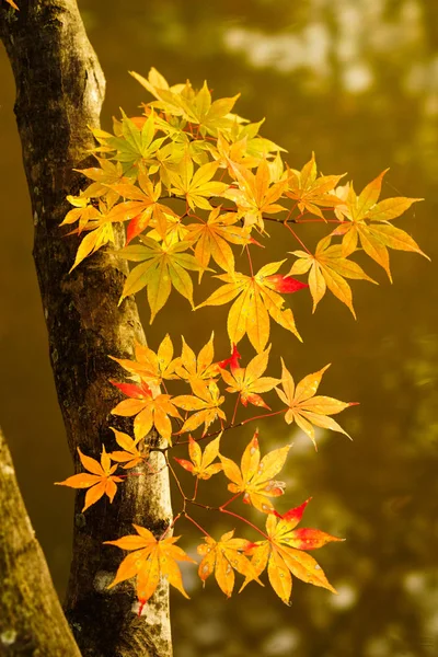 Höstlöv Hokkaido — Stockfoto