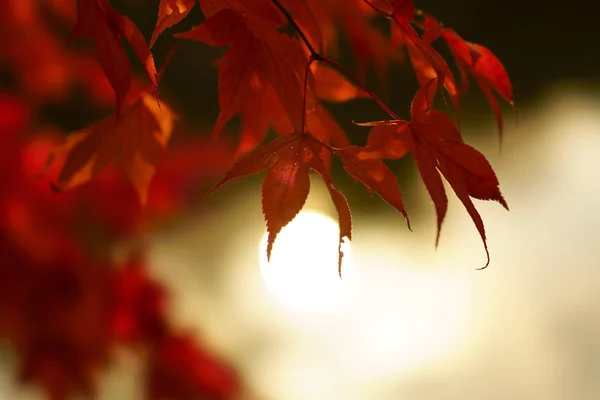 Herbstblätter Hokkaido — Stockfoto