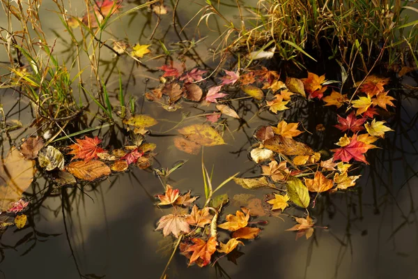 Hojas Otoño Hokkaido — Foto de Stock