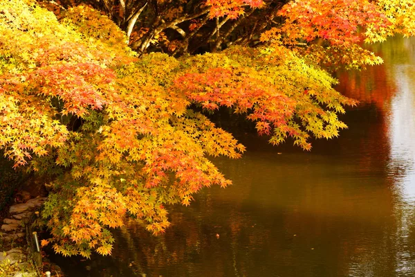 Hojas Otoño Hokkaido — Foto de Stock