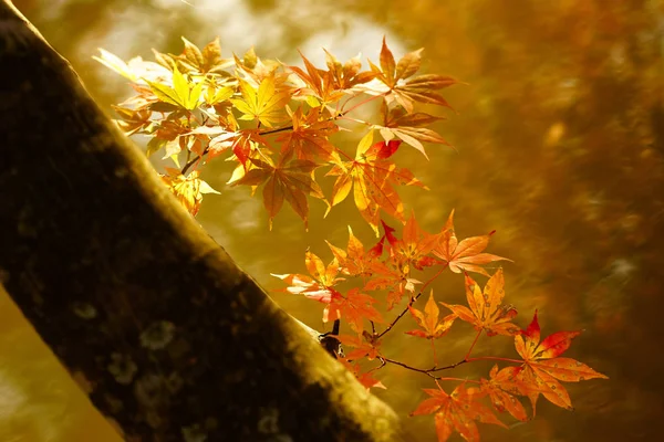 Hojas Otoño Hokkaido —  Fotos de Stock