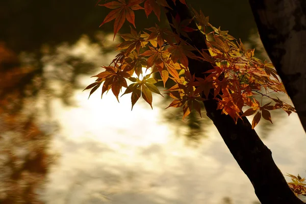 Hojas Otoño Hokkaido —  Fotos de Stock