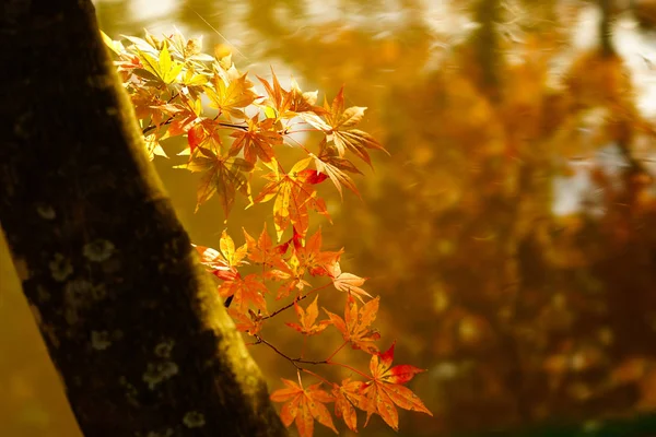 Осіннє Листя Хоккайдо — стокове фото