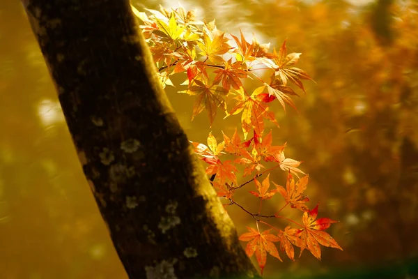 Autumn Leaves Hokkaido — Stock Photo, Image