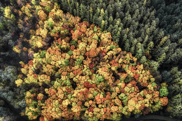 Parque Outono Hokkaido — Fotografia de Stock