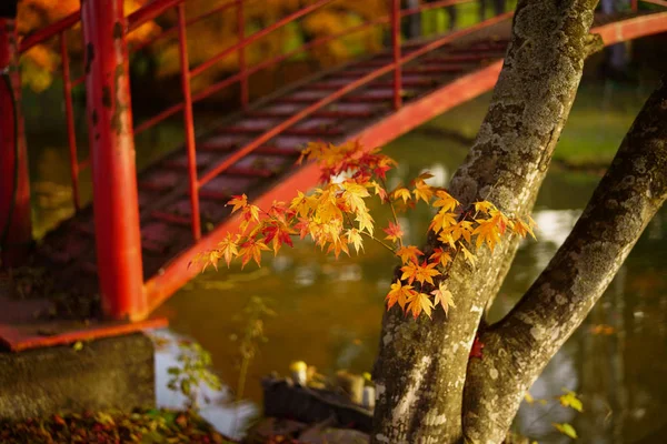 Herbstblätter Hokkaido — Stockfoto