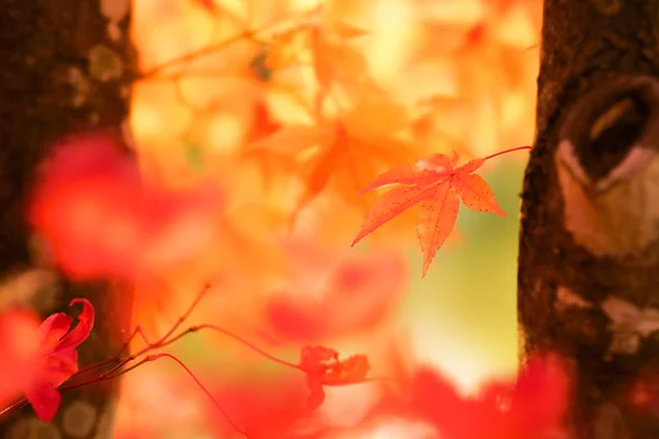 Herbstblätter Hokkaido — Stockfoto