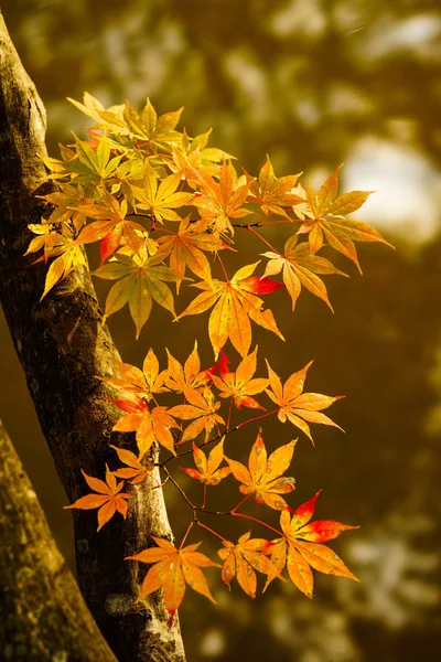 Jesienne Liście Hokkaido — Zdjęcie stockowe