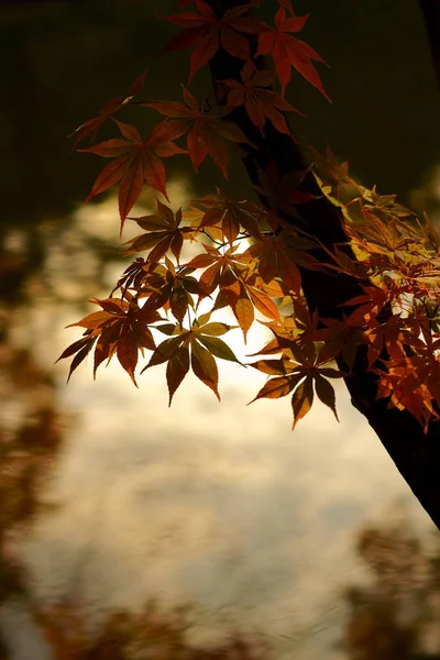 Dedaunan Musim Gugur Hokkaido — Stok Foto